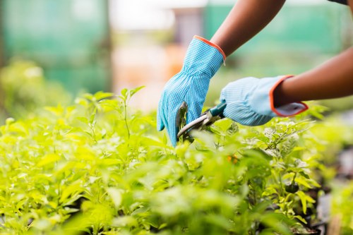 Professional hedge trimming tools and equipment